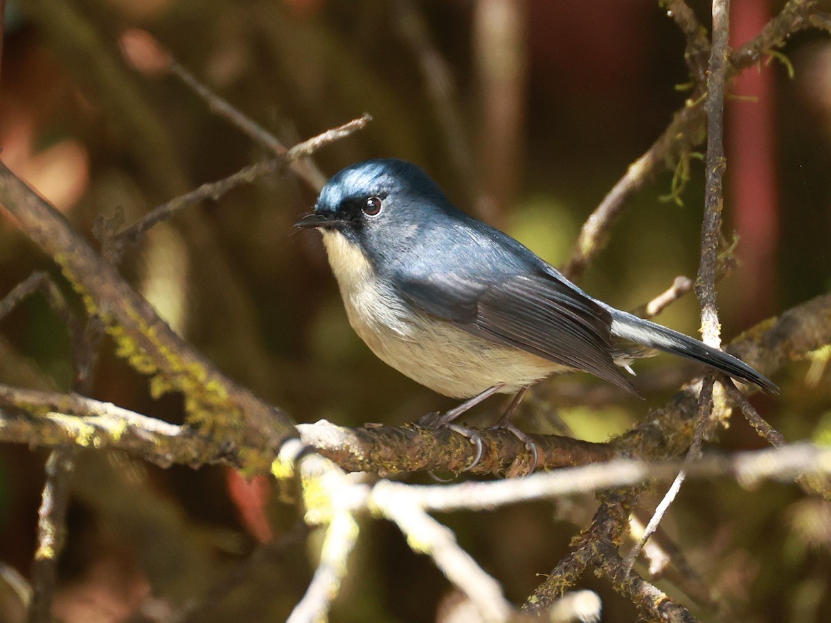 Slaty-blue Flycatcher - ML647499880