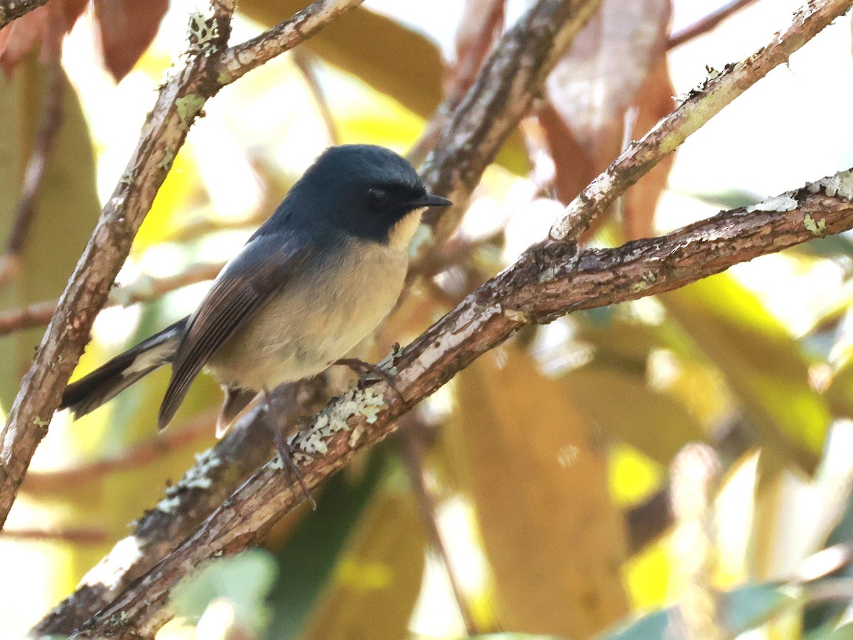 Slaty-blue Flycatcher - ML647499881
