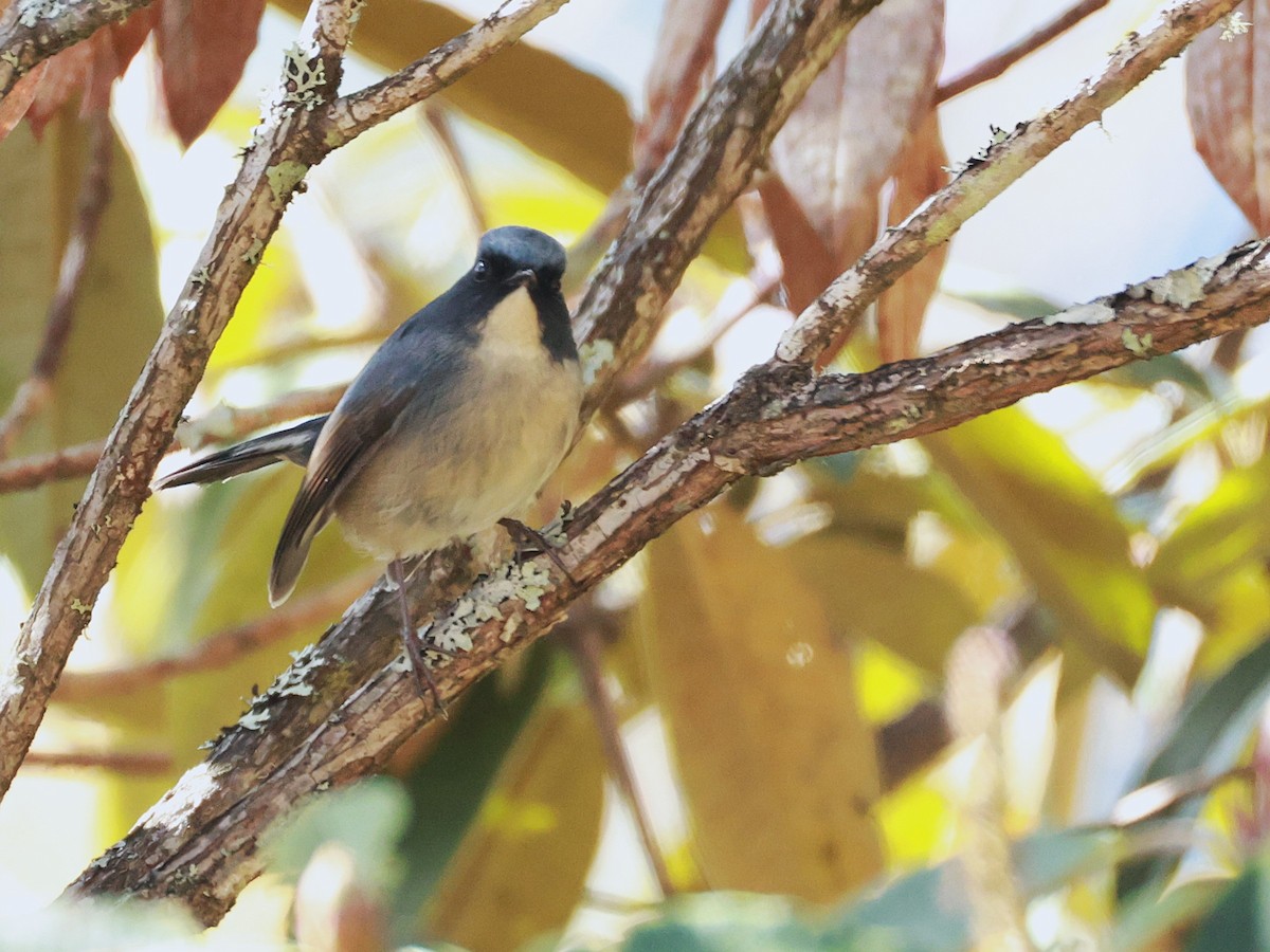 Slaty-blue Flycatcher - ML647499882