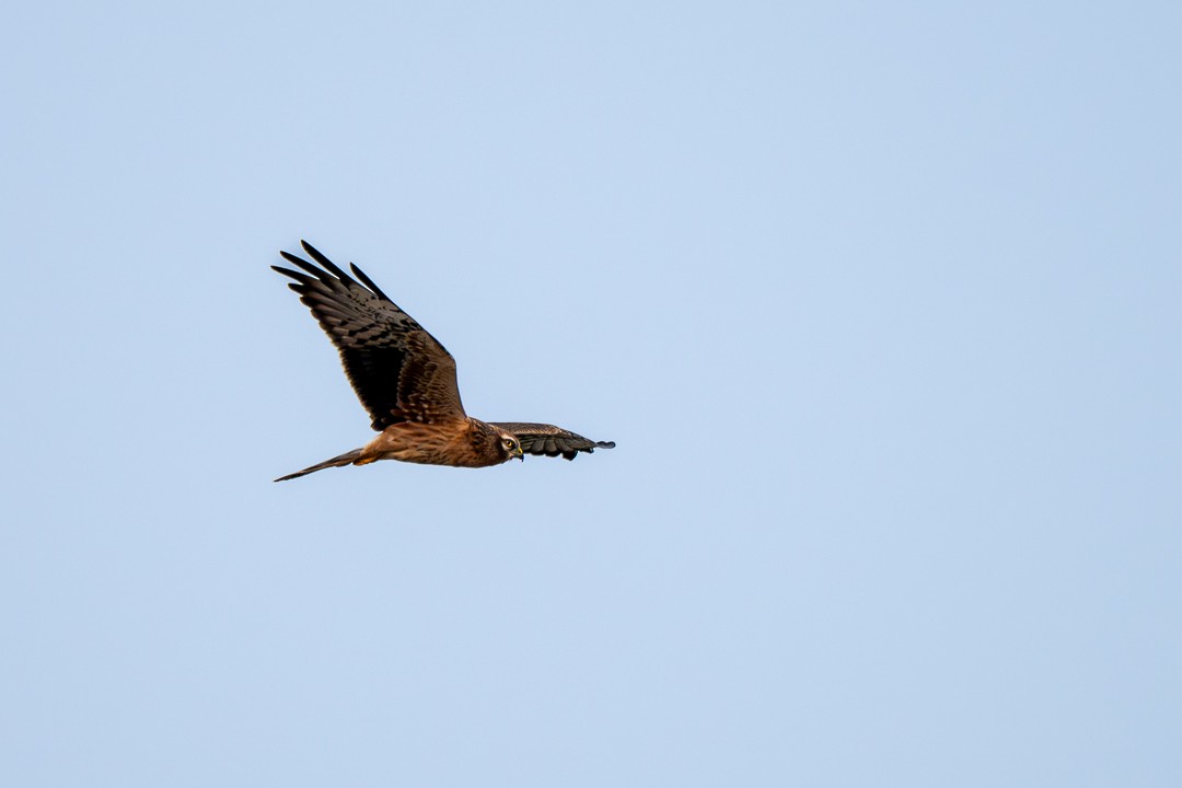 Western Marsh Harrier - ML647499885
