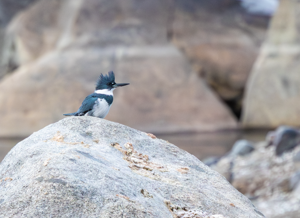 Belted Kingfisher - ML647499887