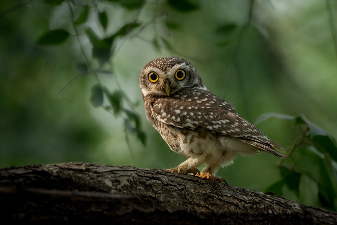 Spotted Owlet - ML647499888