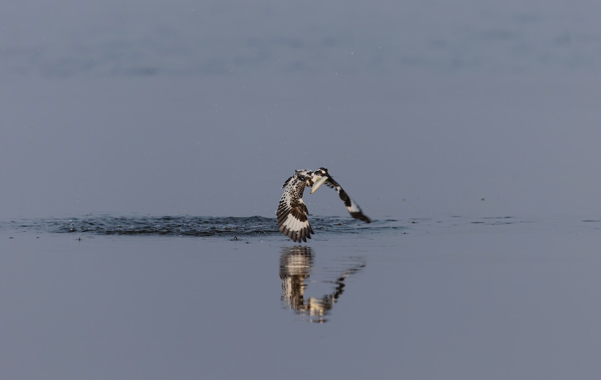 Pied Kingfisher - ML647499889