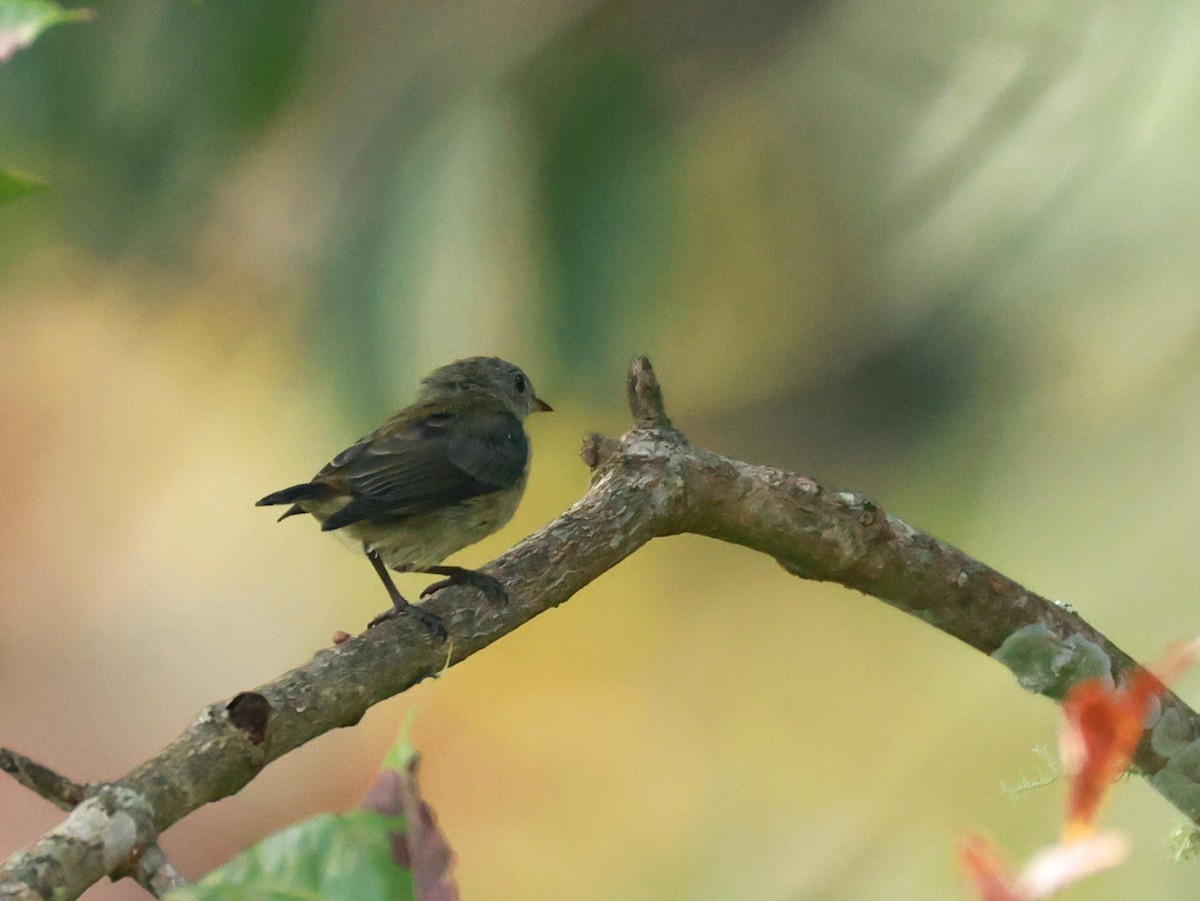 Fire-breasted Flowerpecker - ML647499890