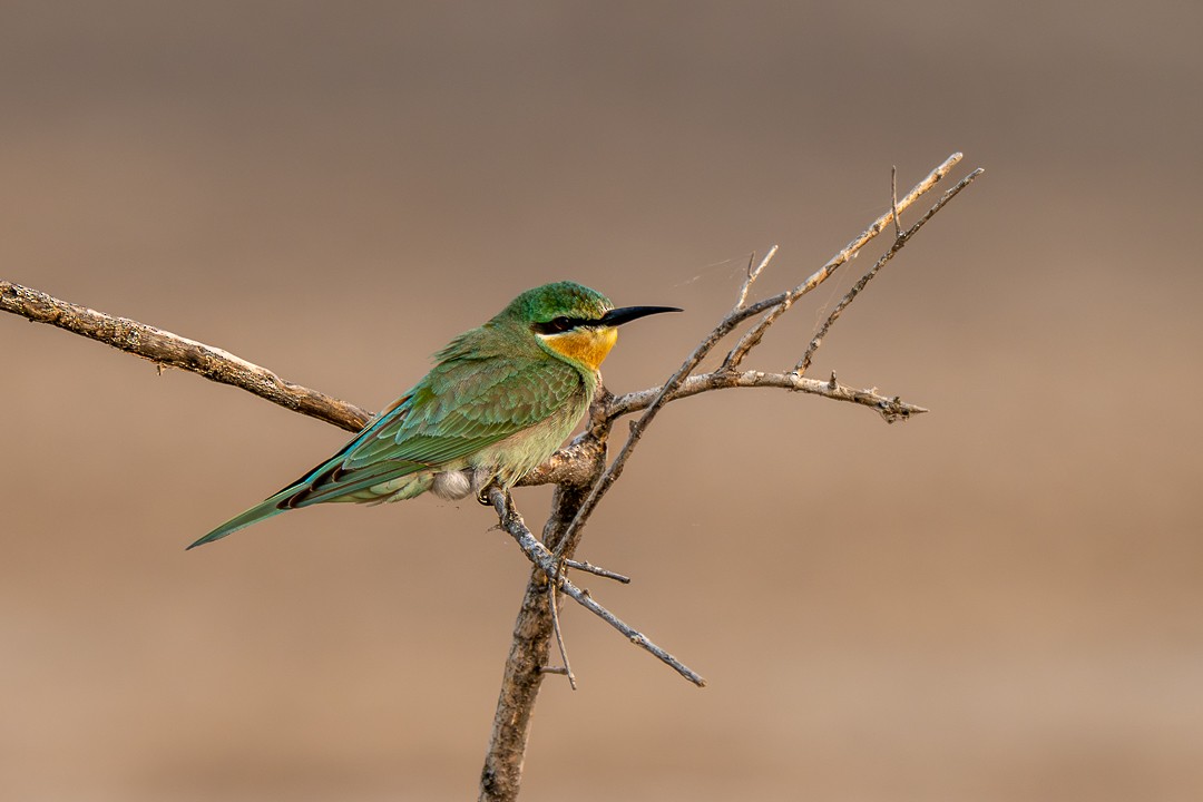 Blue-cheeked Bee-eater - ML647499891