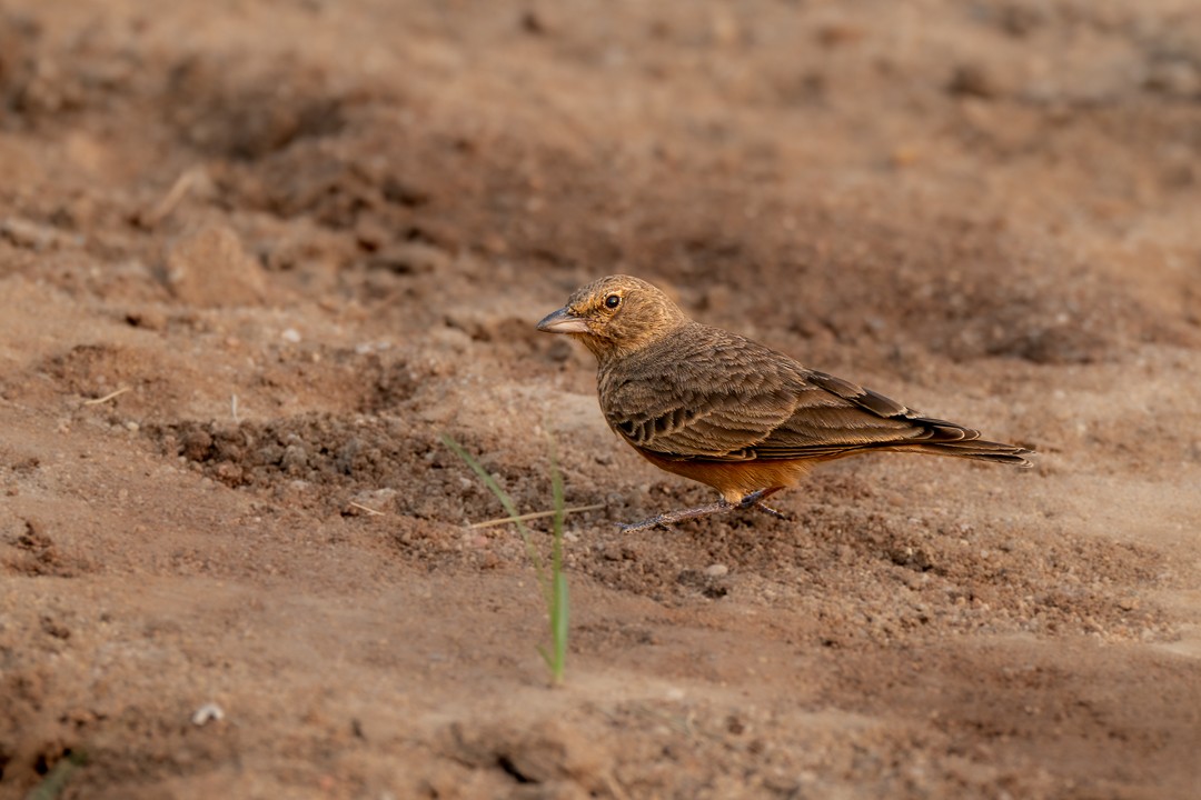 Rufous-tailed Lark - ML647499893