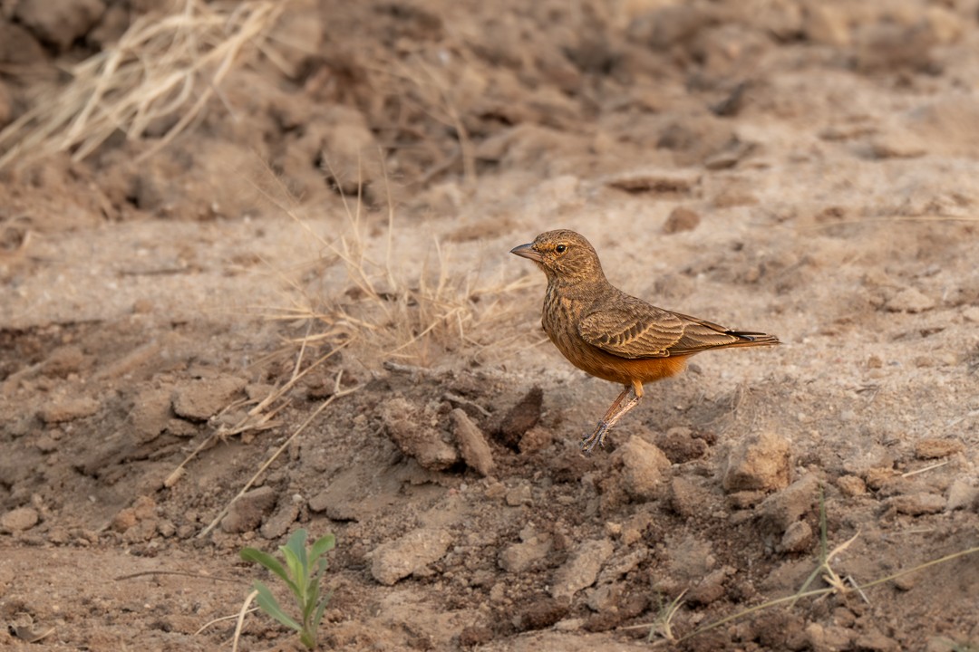 Rufous-tailed Lark - ML647499894