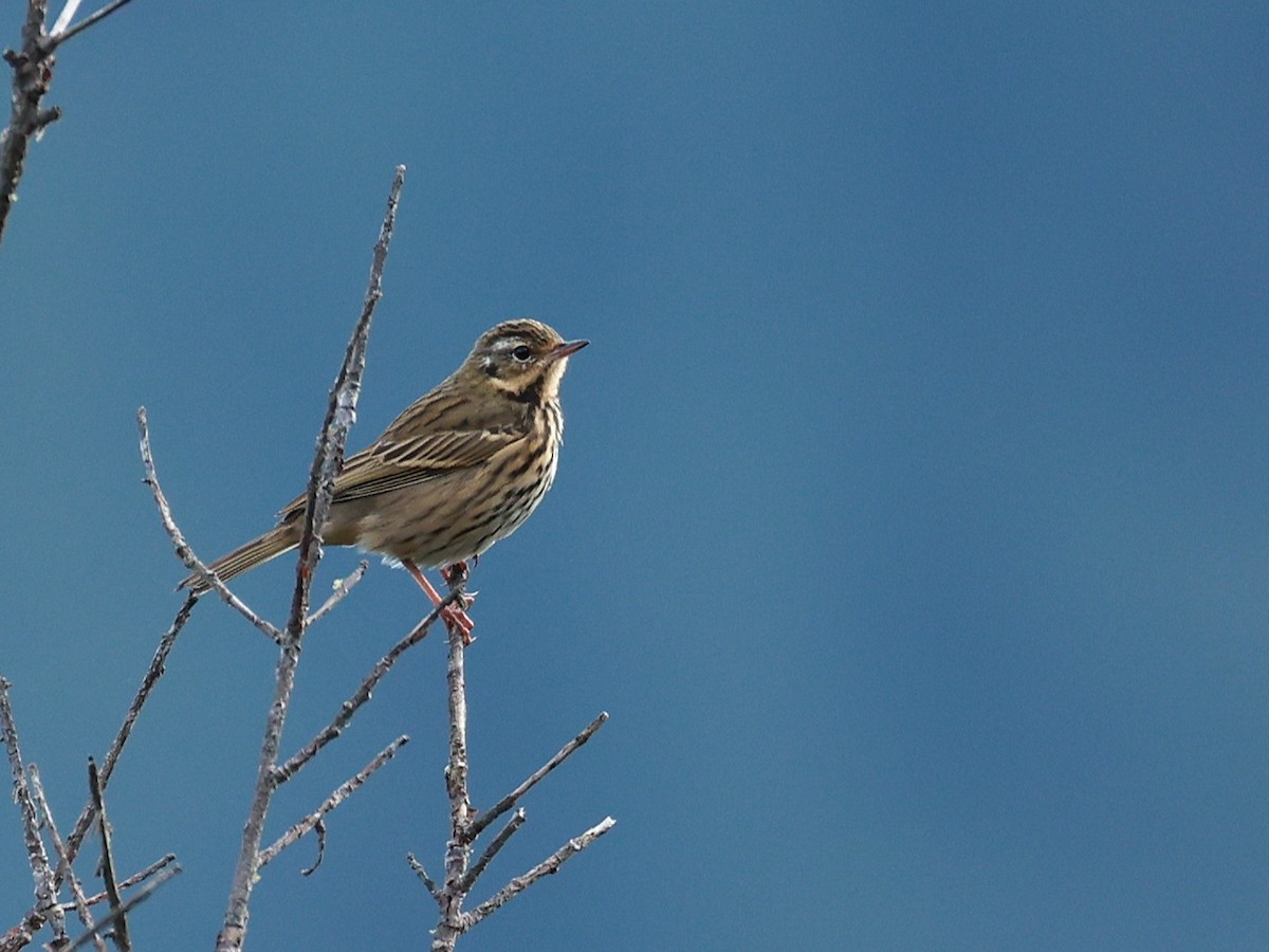 Olive-backed Pipit - ML647499895