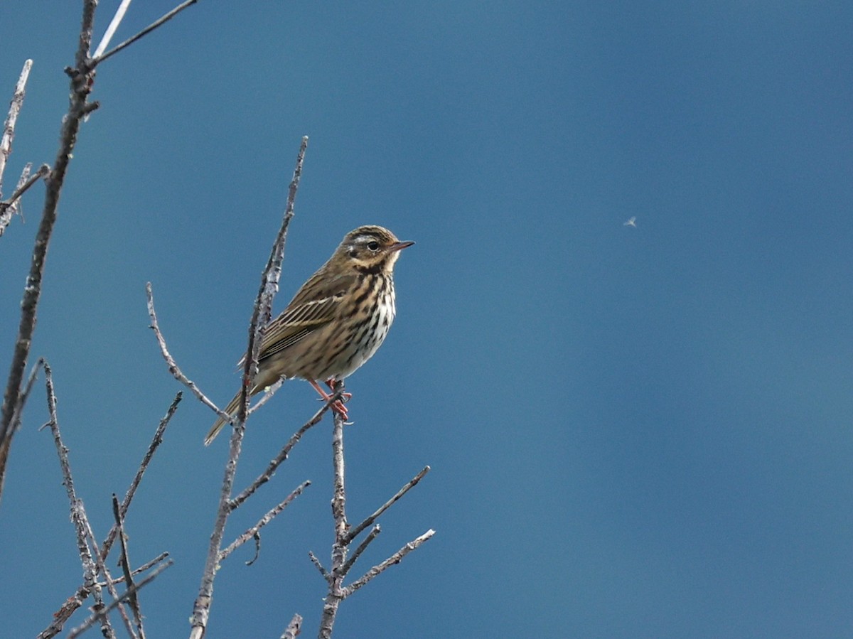 Olive-backed Pipit - ML647499896