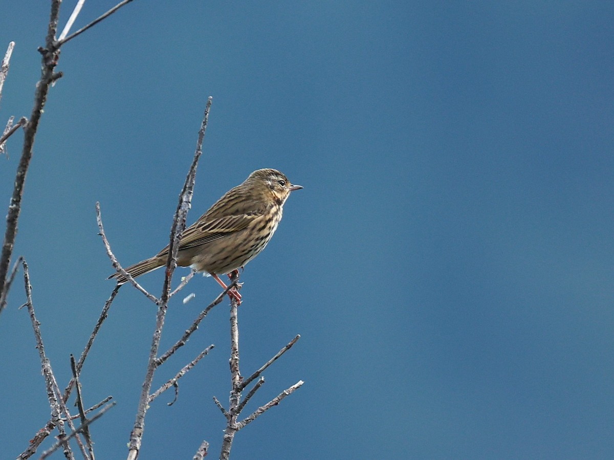 Olive-backed Pipit - ML647499897