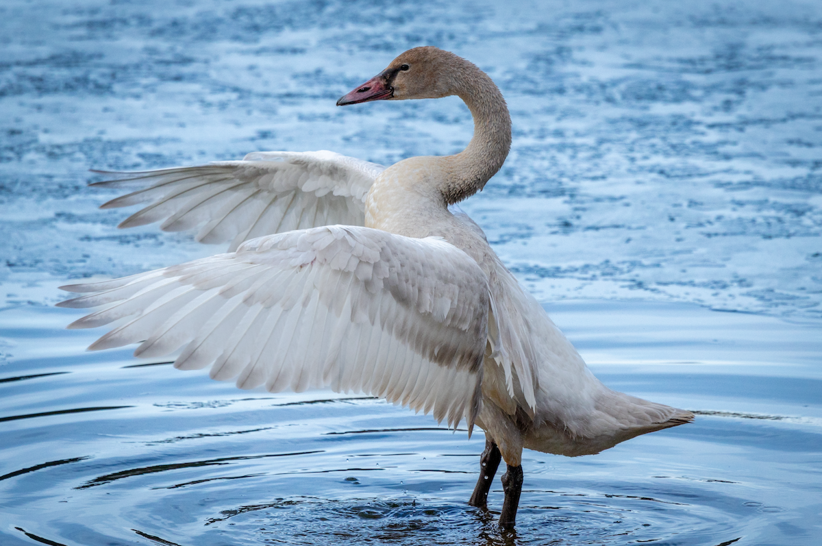 Tundra Swan - ML647499898