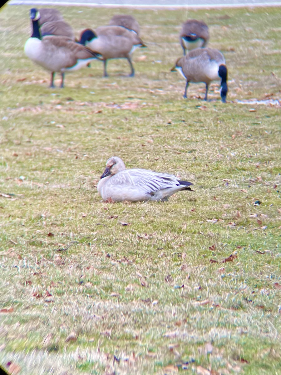 Oca delle nevi - ML647499905