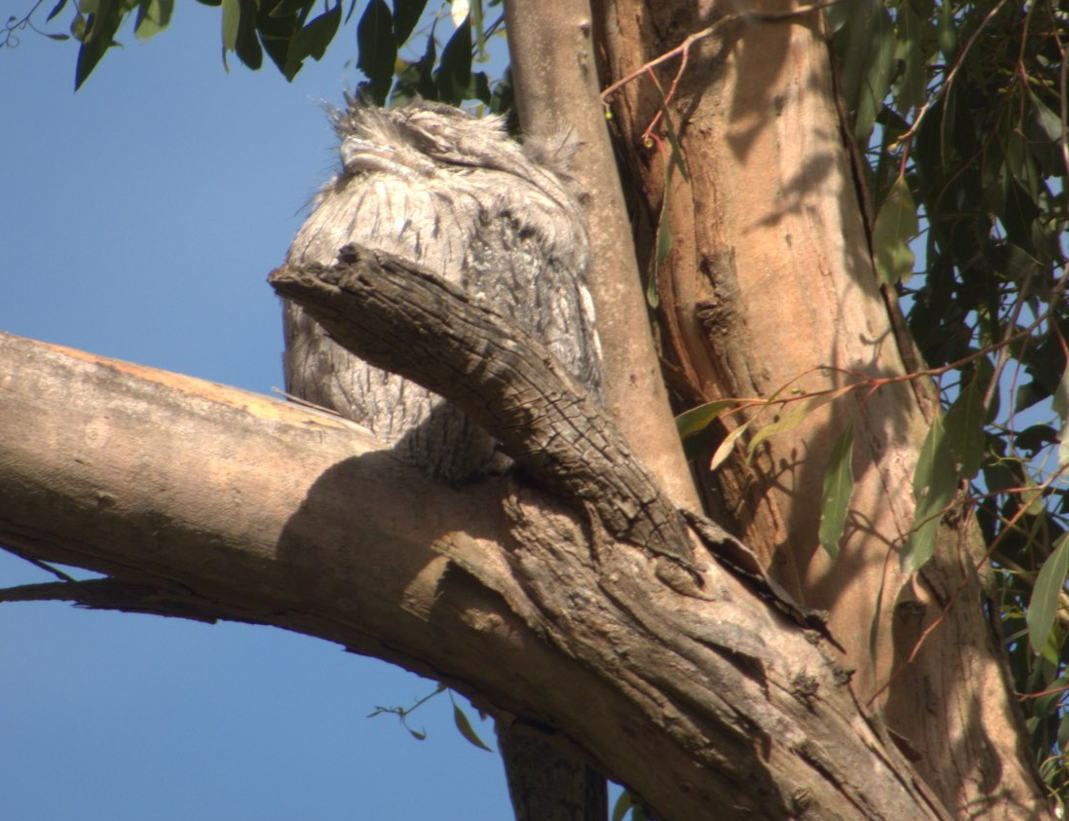 Avustralya Kocaağzı - ML647499909