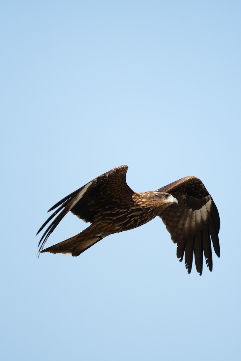 Black Kite - ML647499911