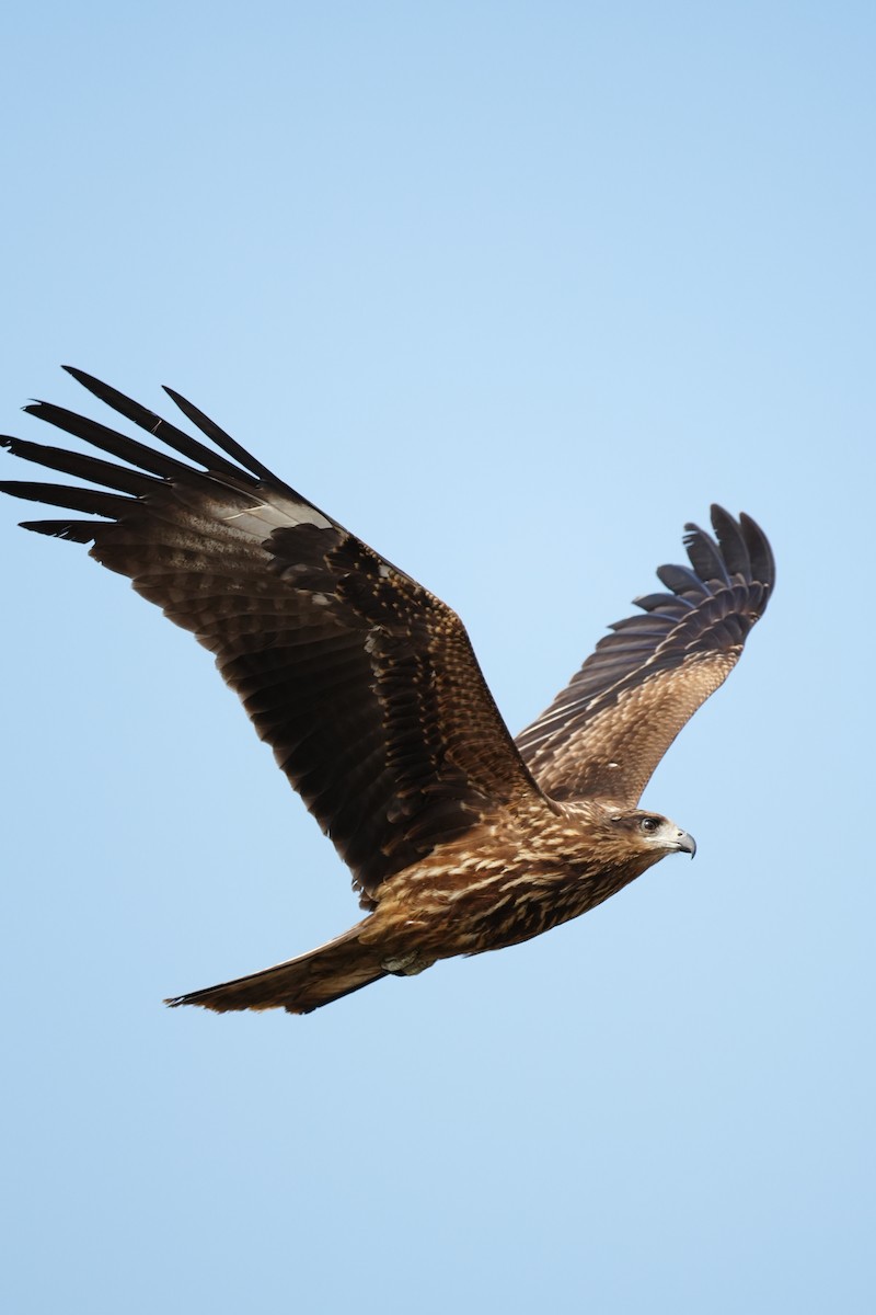 Black Kite - ML647499912