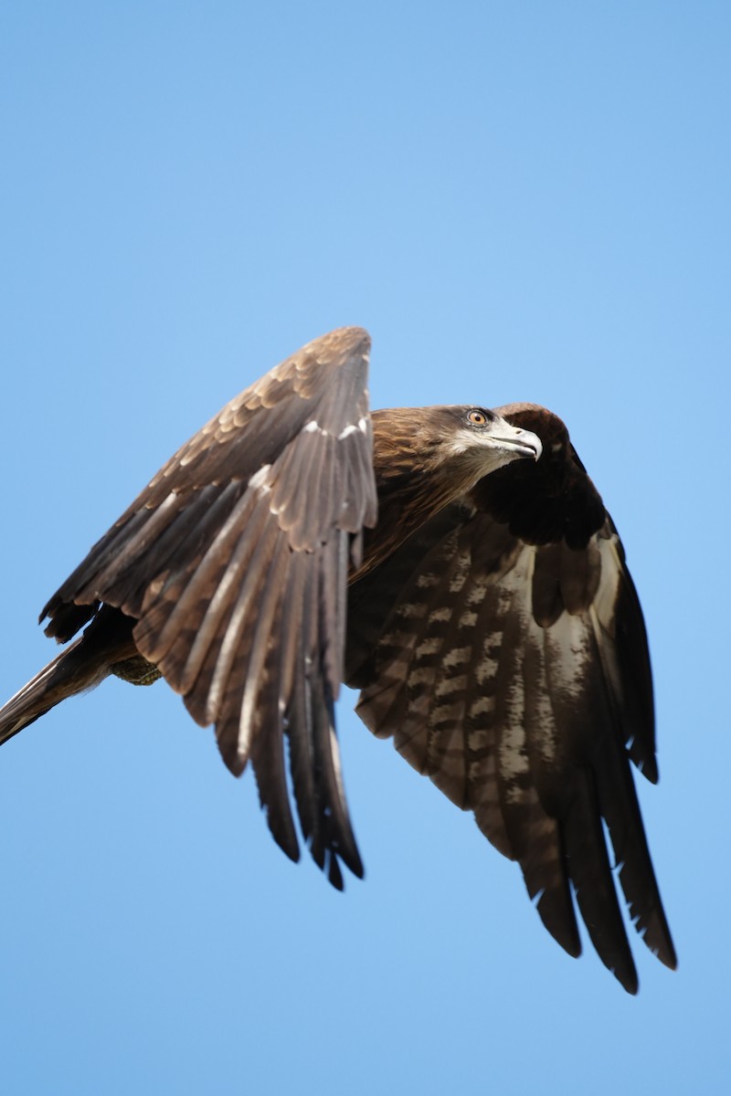 Black Kite - ML647499913