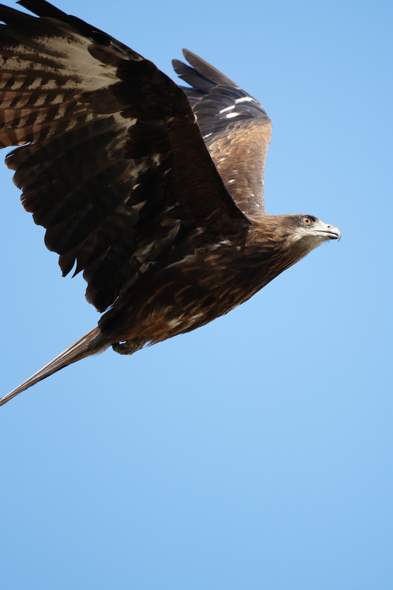 Black Kite - ML647499914