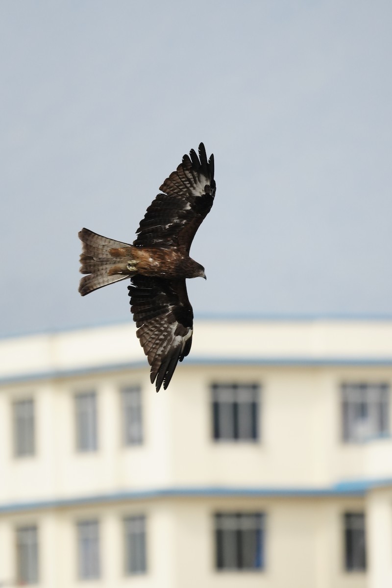 Black Kite - ML647499915