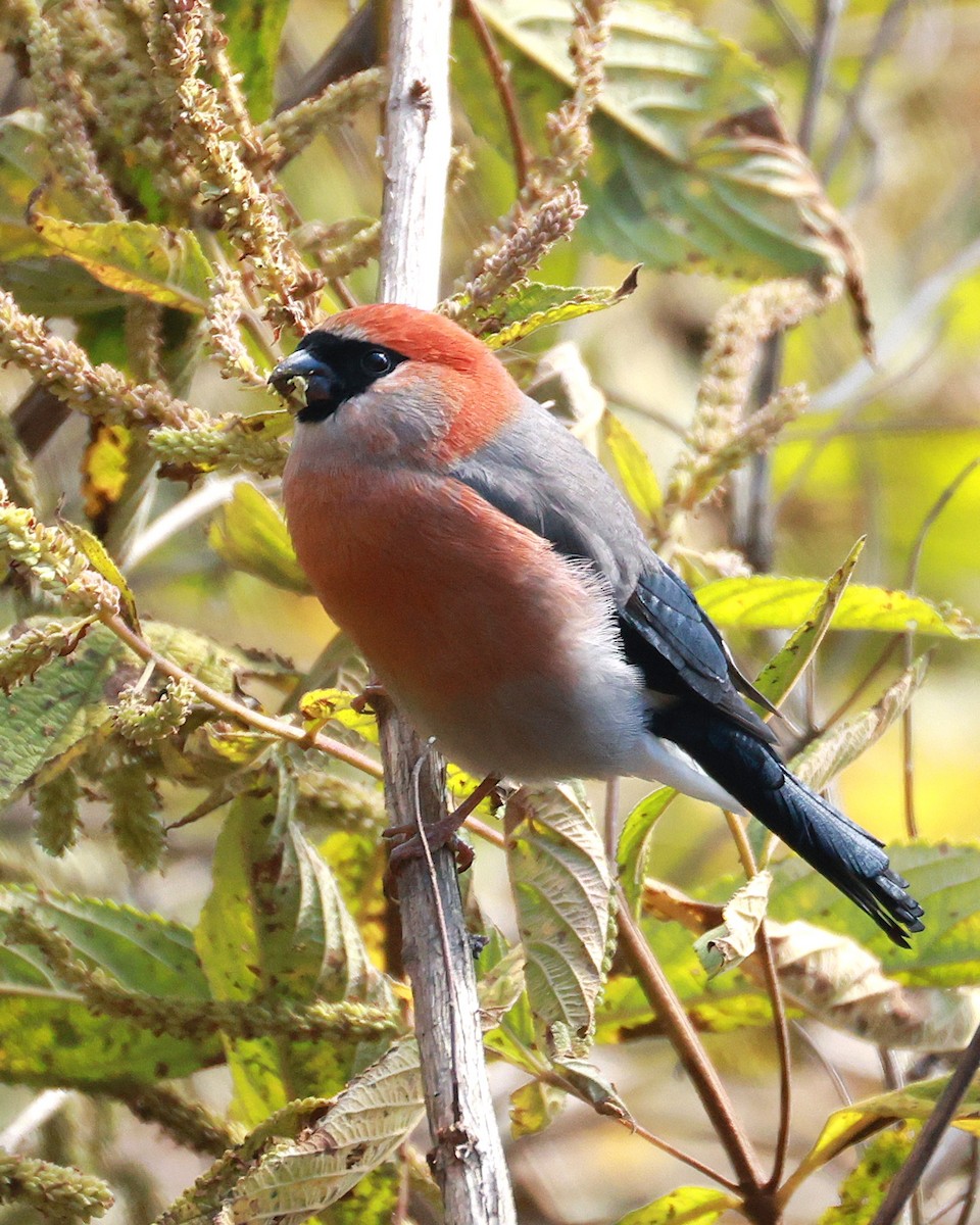 Red-headed Bullfinch - ML647499921