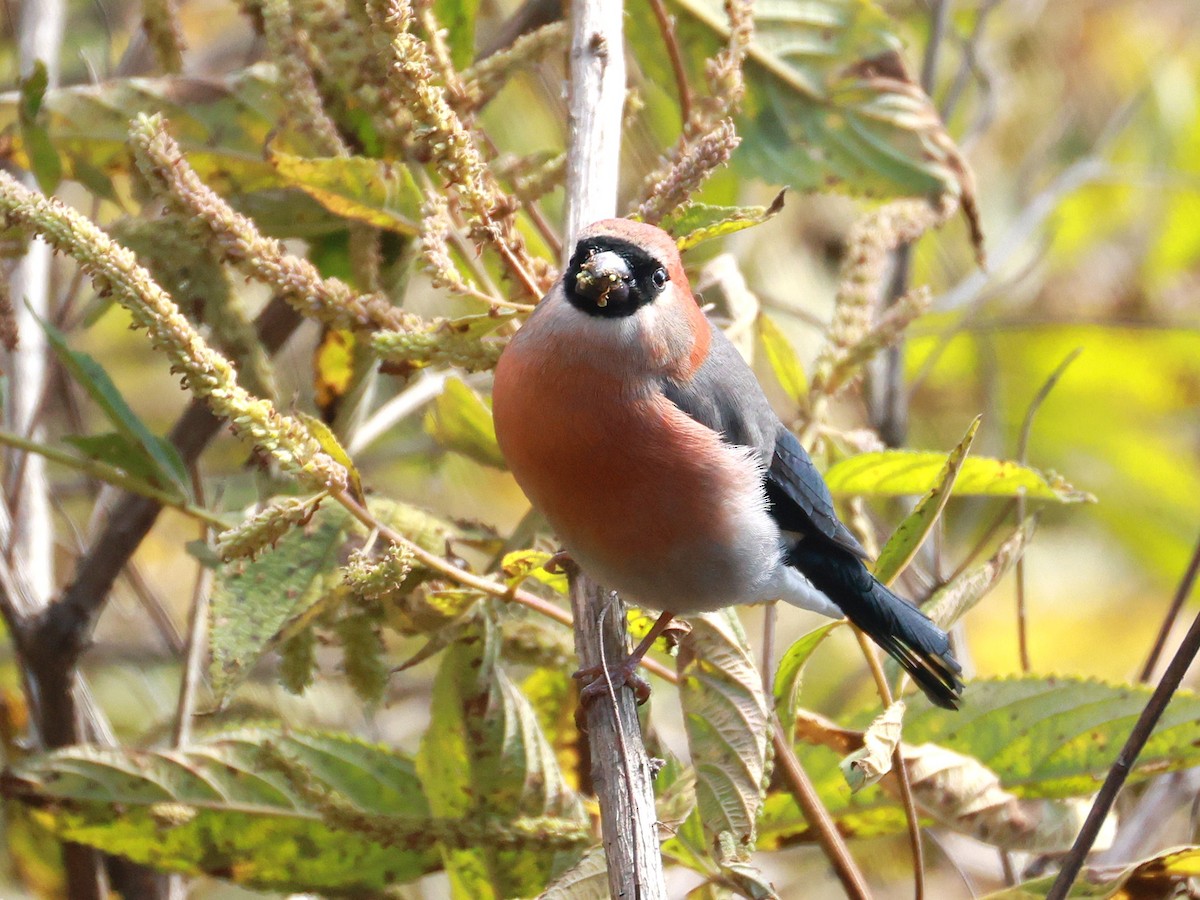 Red-headed Bullfinch - ML647499922