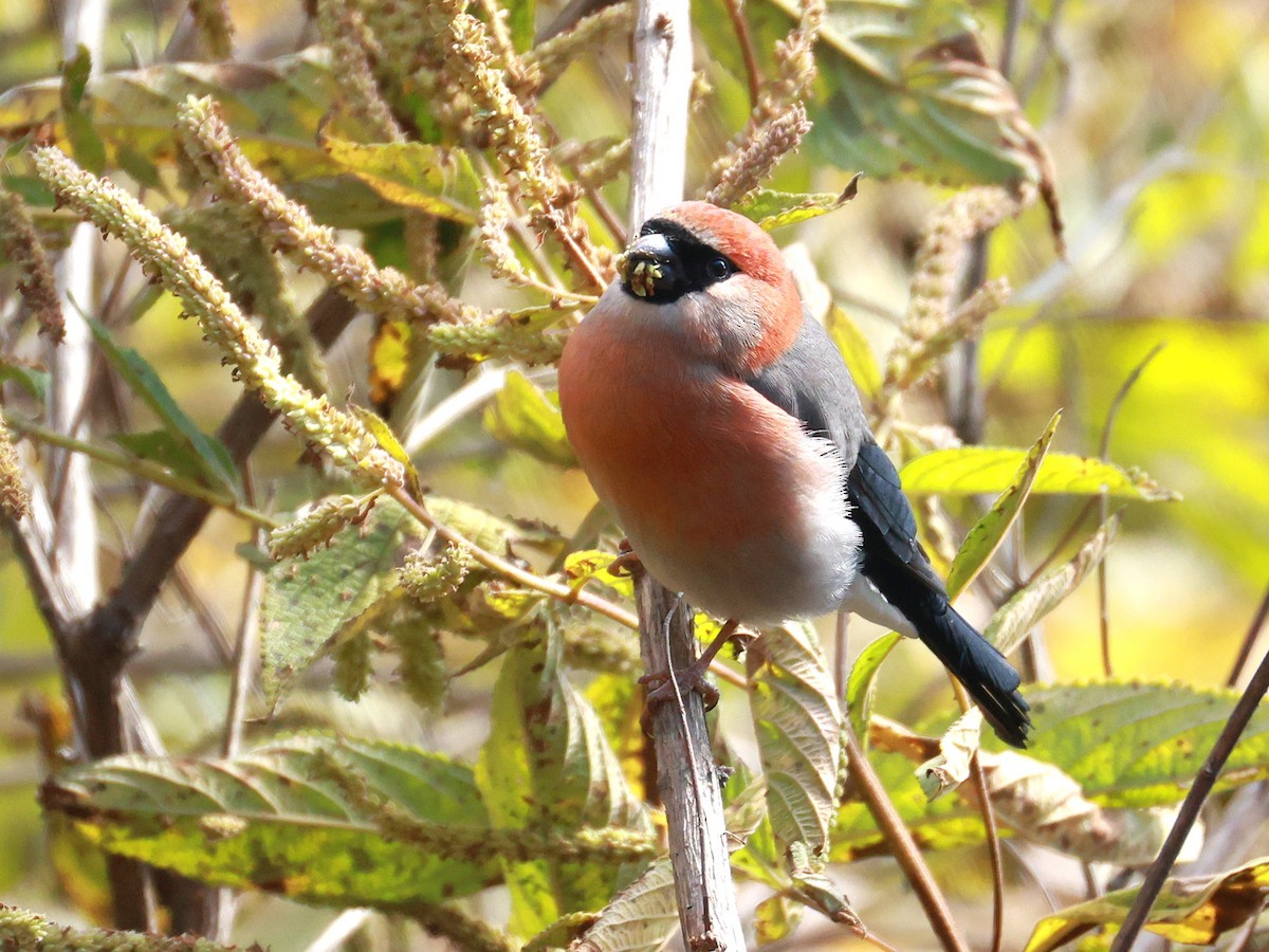 Red-headed Bullfinch - ML647499923
