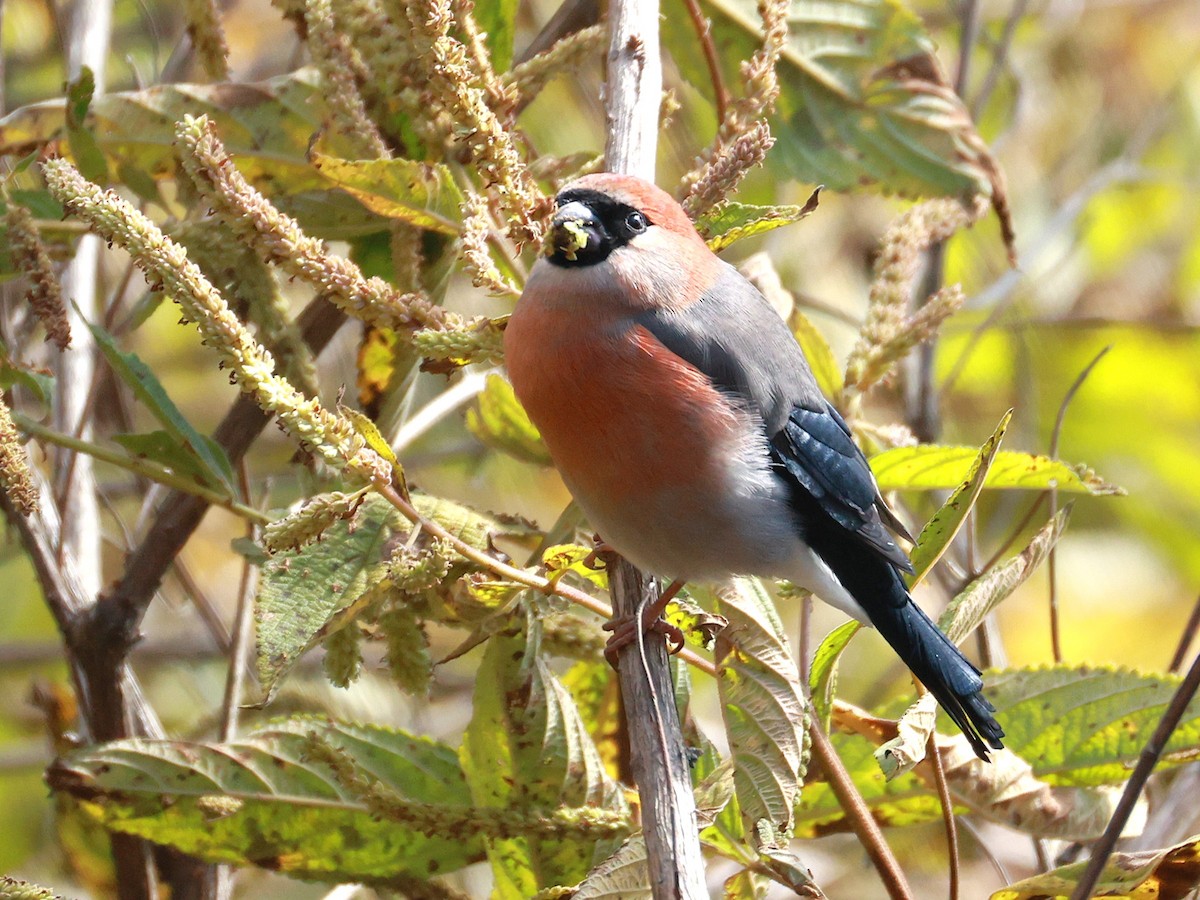 Red-headed Bullfinch - ML647499924