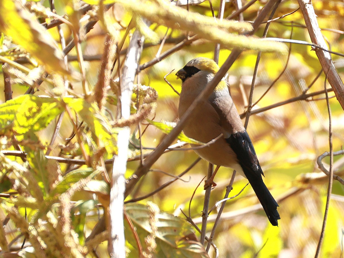 Red-headed Bullfinch - ML647499925