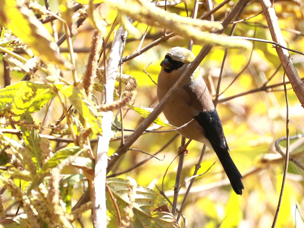 Red-headed Bullfinch - ML647499926