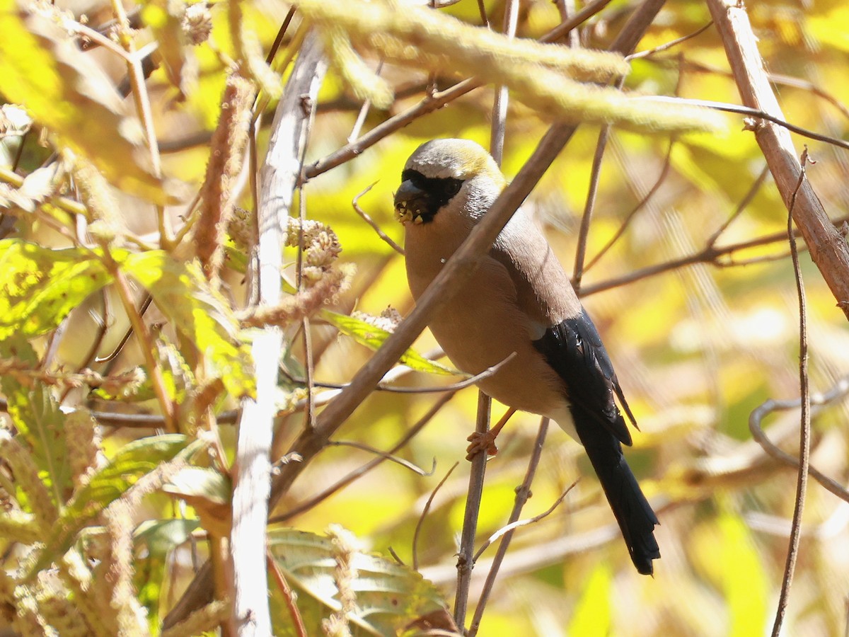 Red-headed Bullfinch - ML647499927