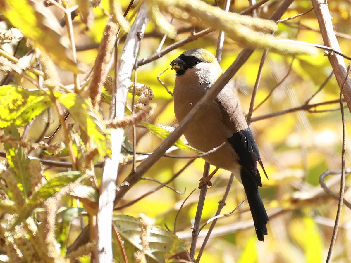 Red-headed Bullfinch - ML647499928