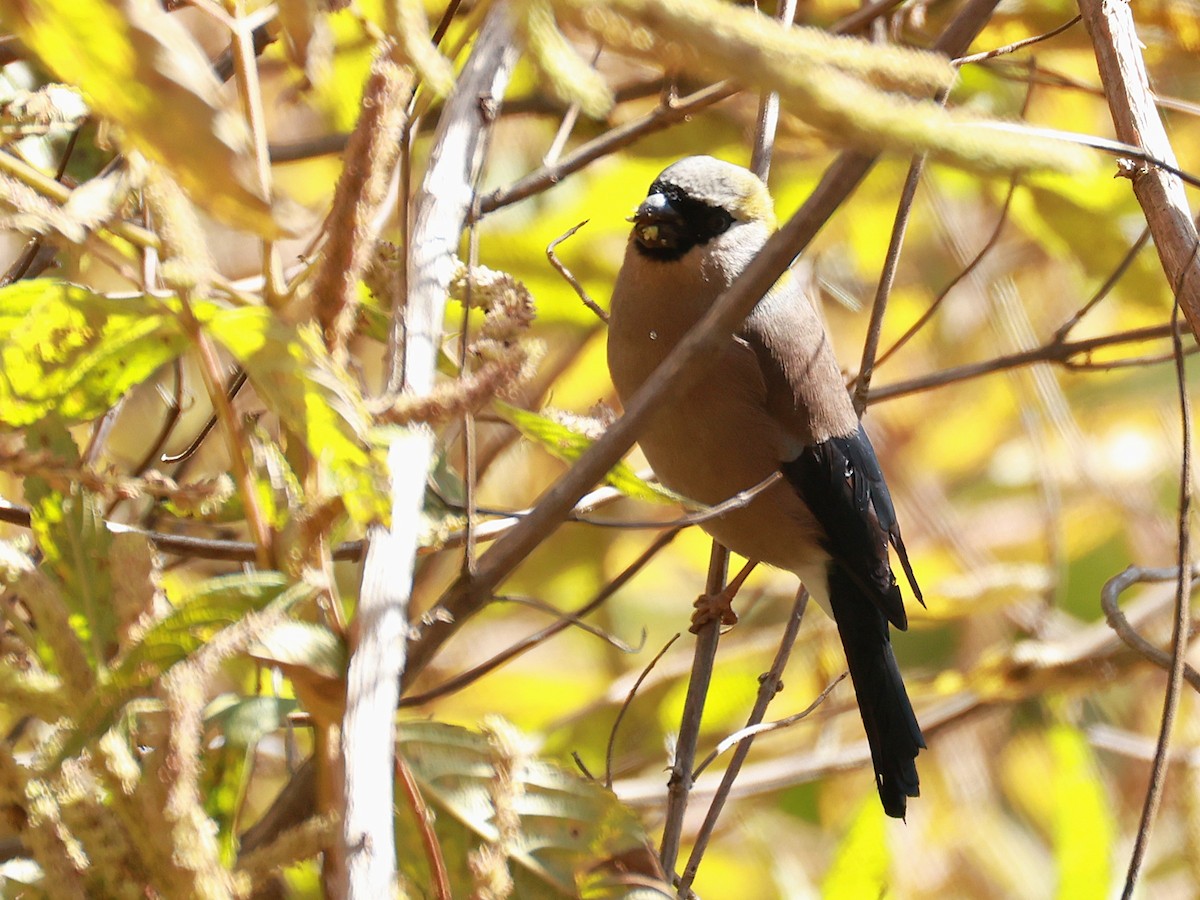 Red-headed Bullfinch - ML647499929
