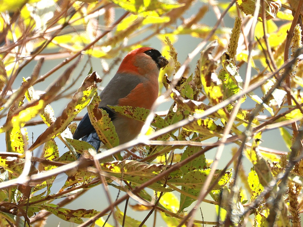 Red-headed Bullfinch - ML647499930