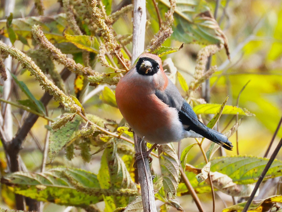 Red-headed Bullfinch - ML647499931