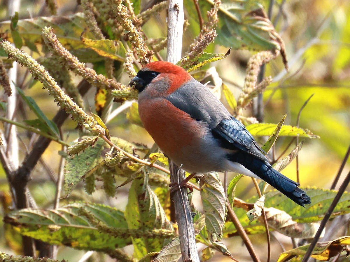 Red-headed Bullfinch - ML647499932