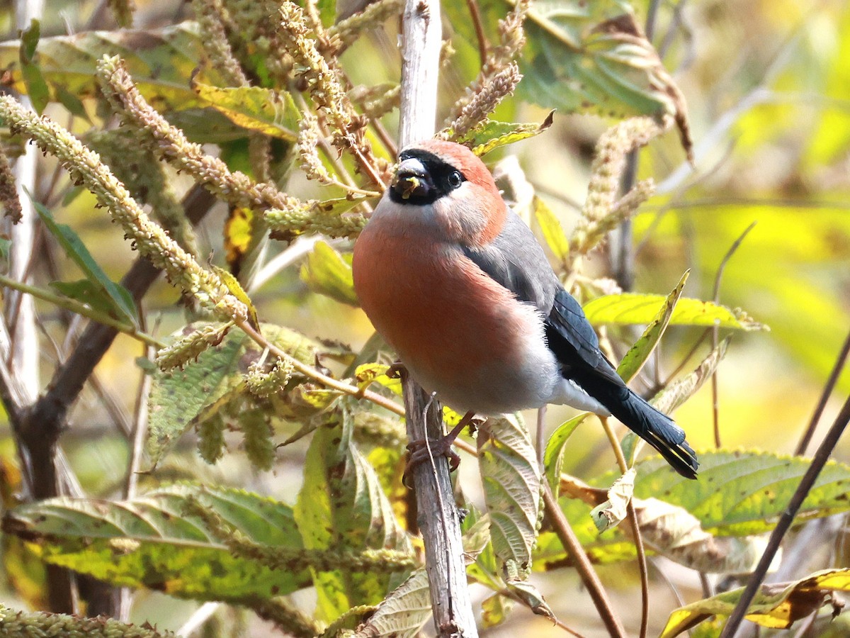 Red-headed Bullfinch - ML647499933