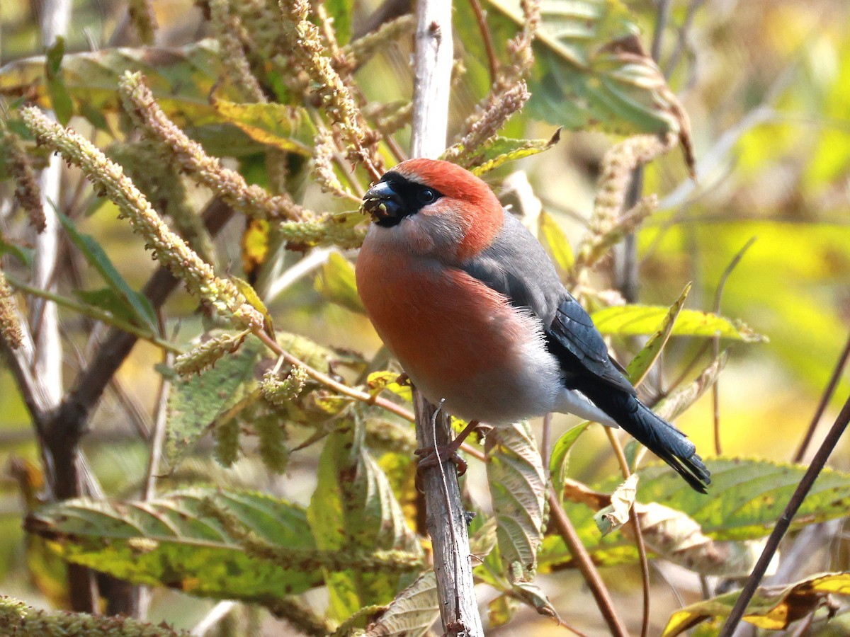 Red-headed Bullfinch - ML647499934