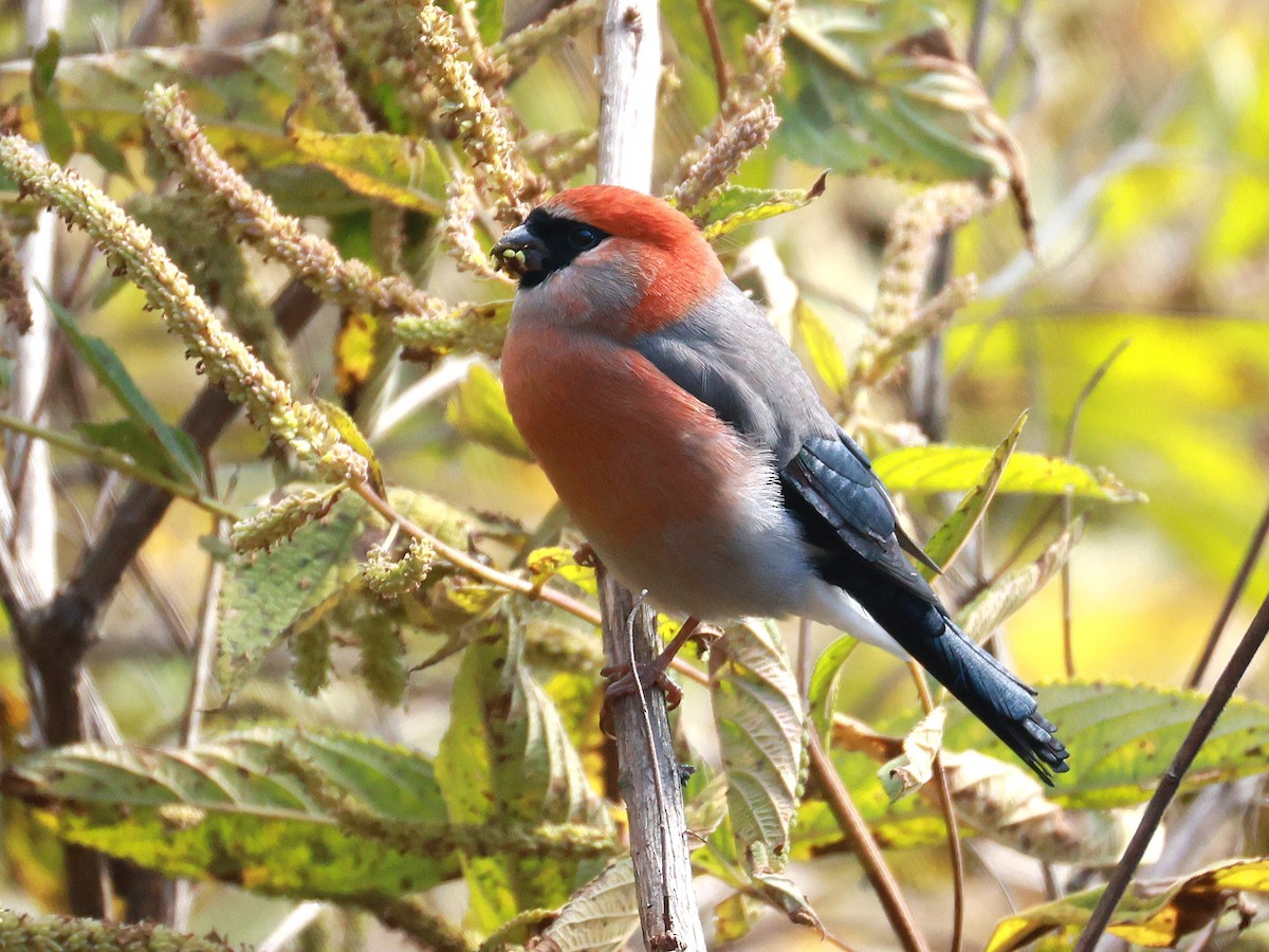 Red-headed Bullfinch - ML647499935
