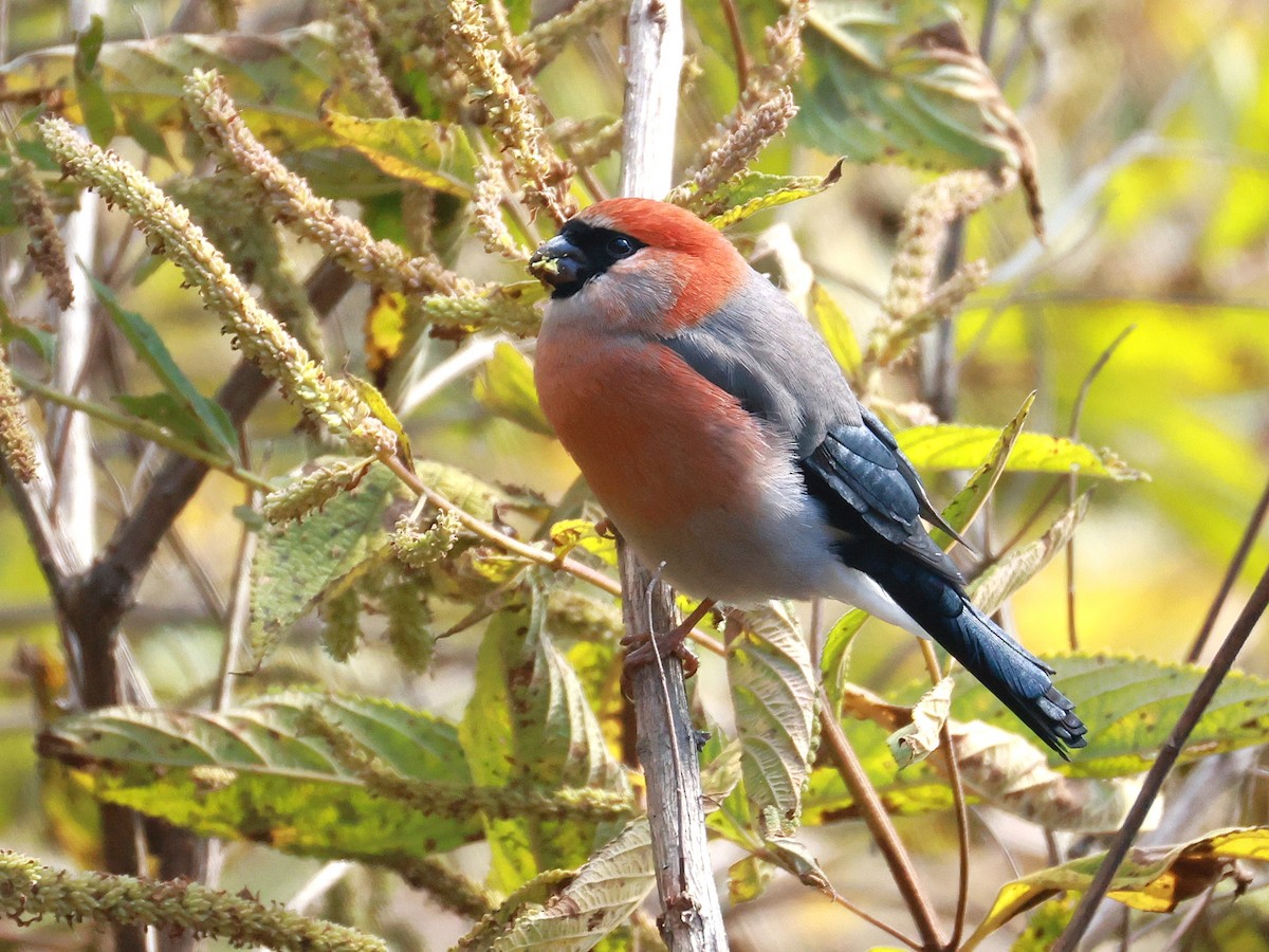Red-headed Bullfinch - ML647499936