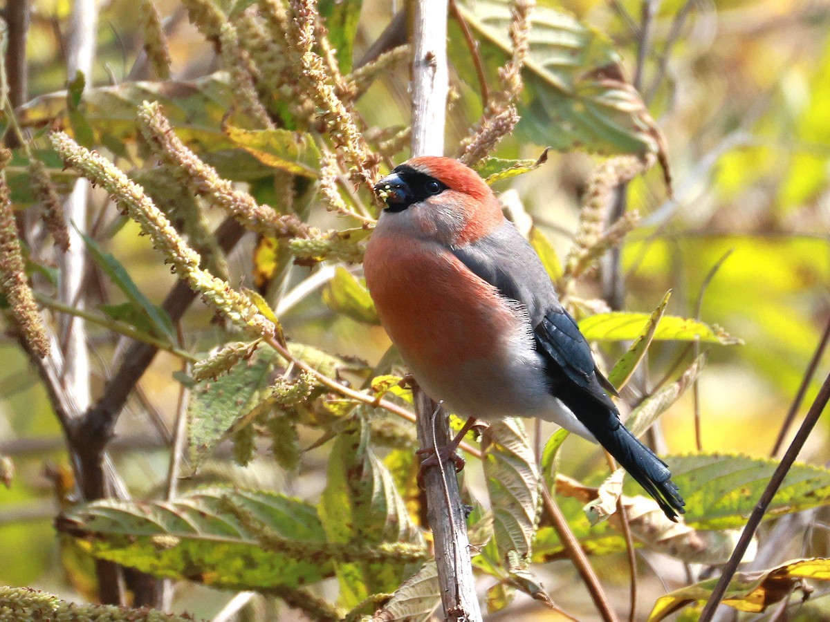 Red-headed Bullfinch - ML647499937