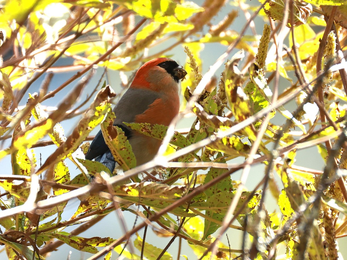 Red-headed Bullfinch - ML647499938