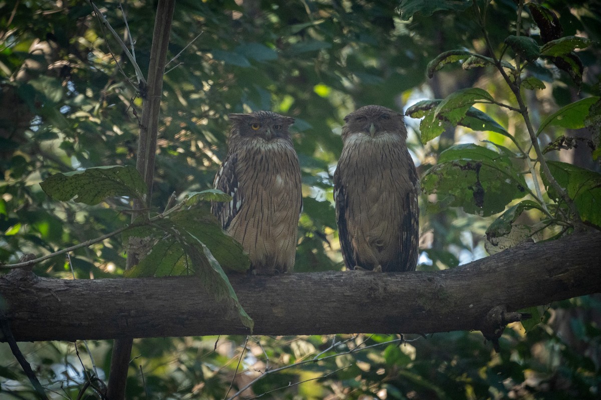 Brown Fish-Owl - ML647499943