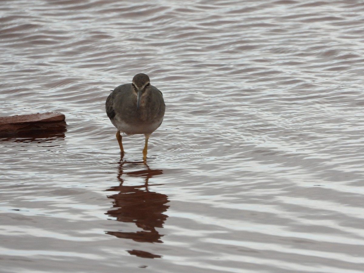 Wandering Tattler - ML647499945