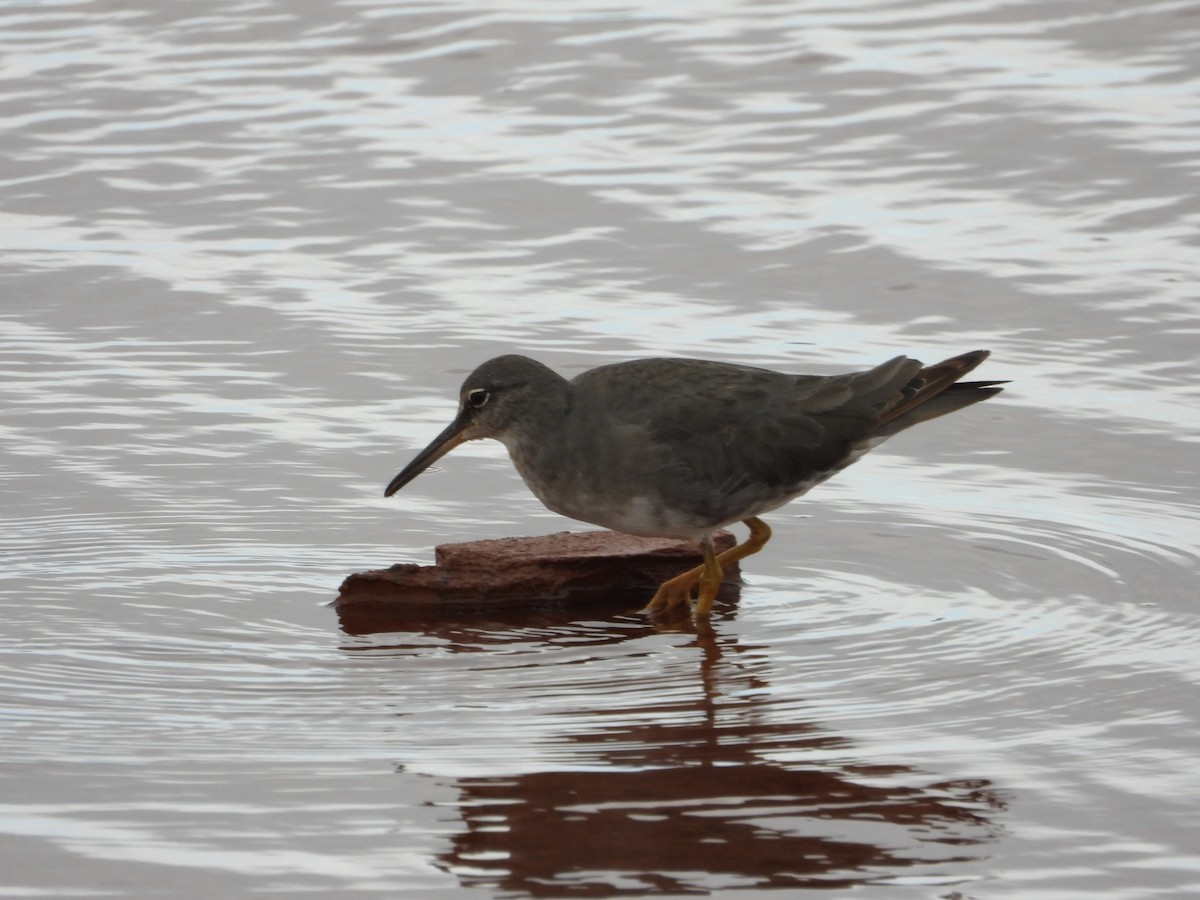 Wandering Tattler - ML647499946