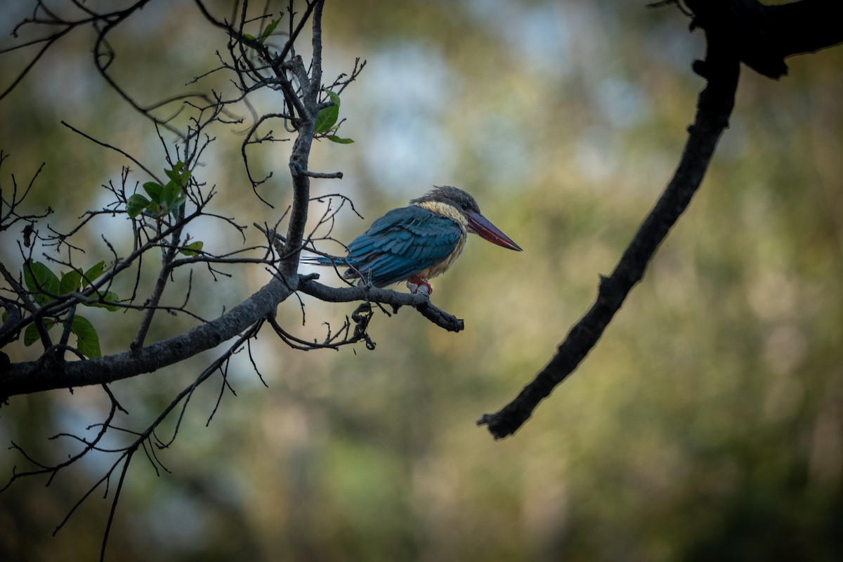 Stork-billed Kingfisher - ML647499947