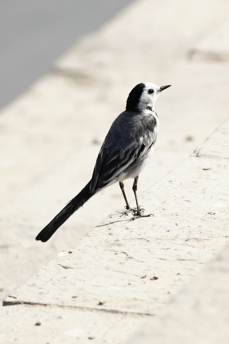 White Wagtail - ML647499949