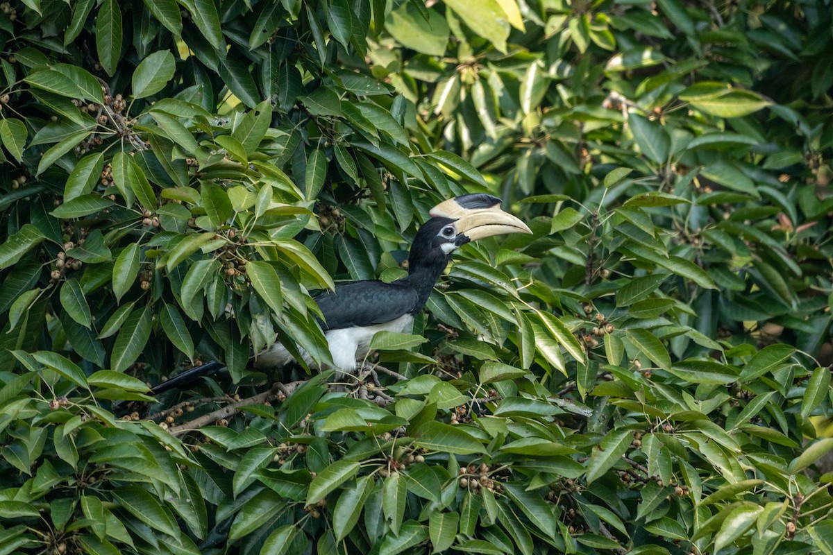 Malabar Pied-Hornbill - ML647499951