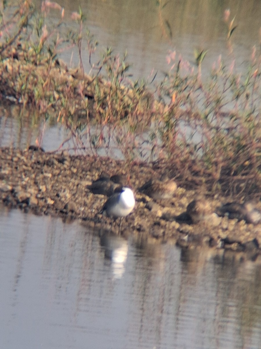 Northern Pintail - ML647499952