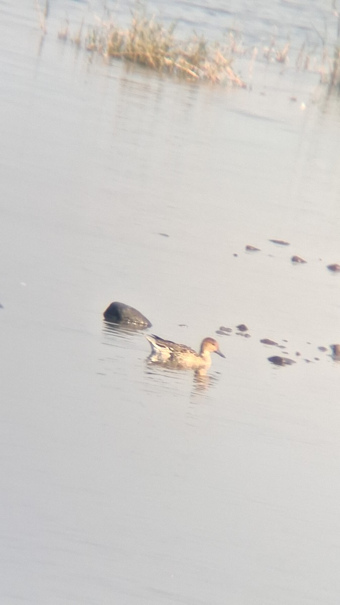 Northern Pintail - ML647499953