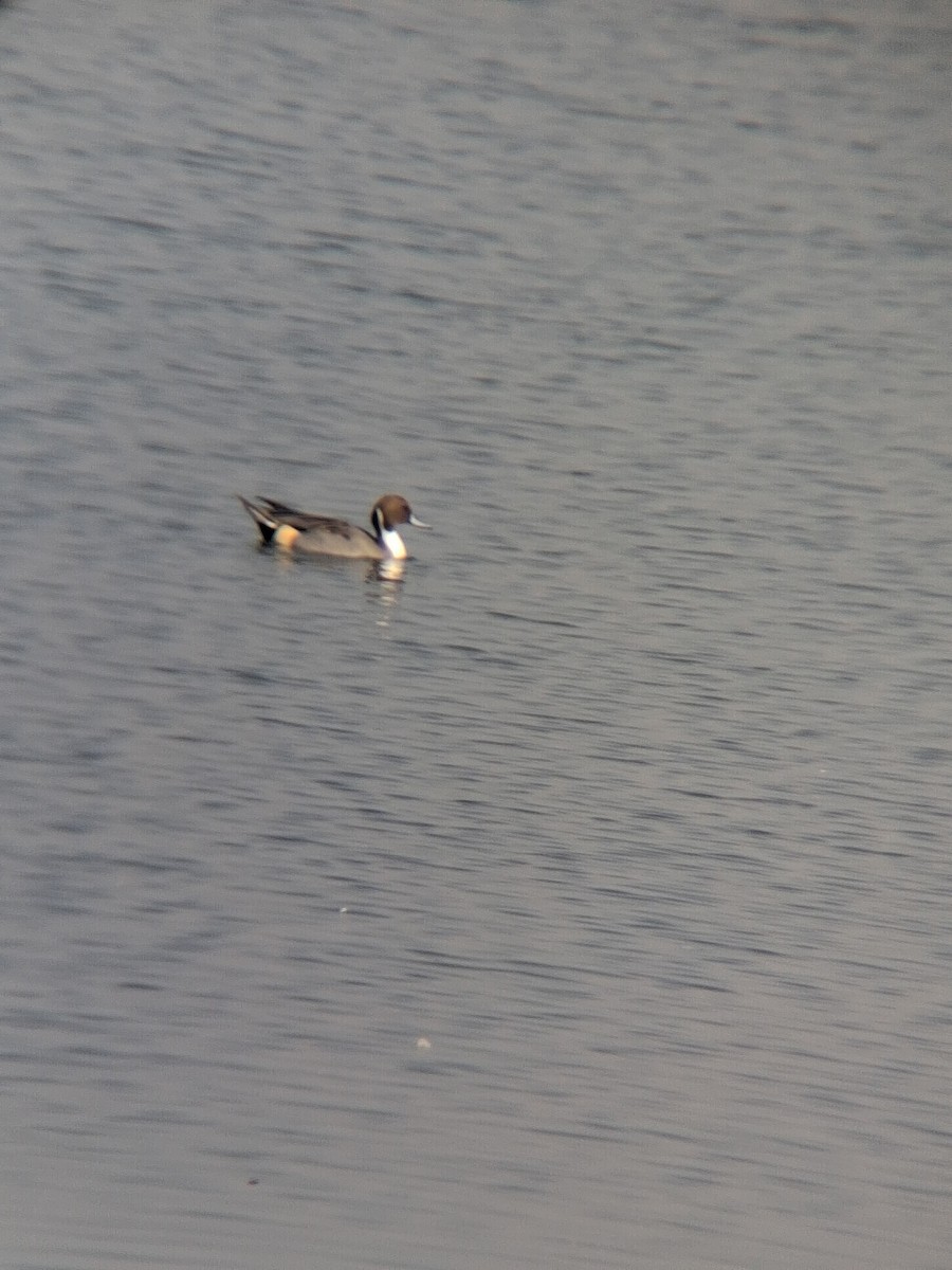Northern Pintail - ML647499955
