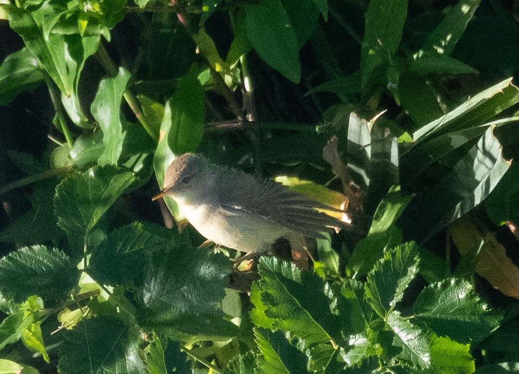 Common Reed Warbler - ML647499958